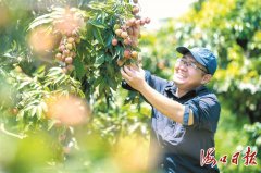 农场的生态火山荔枝发卖价为248元4斤和188元4斤两